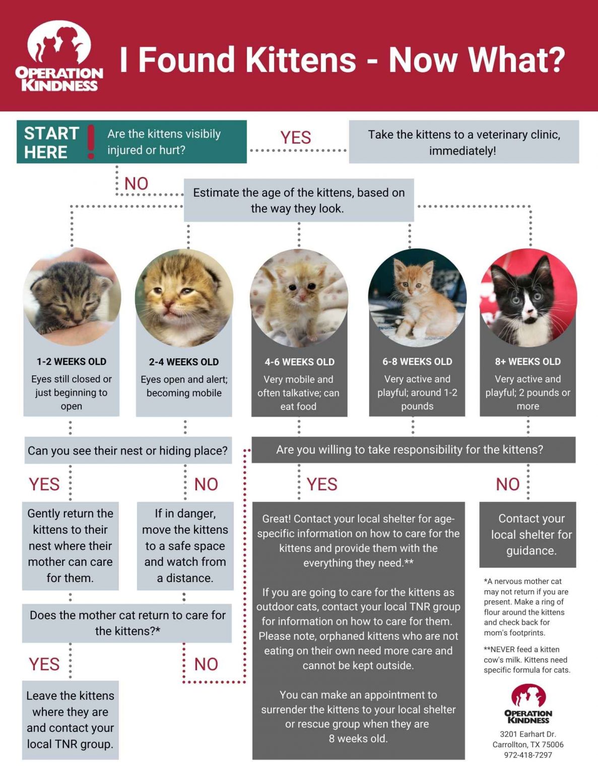 What to do if you find kittens | Operation Kindness