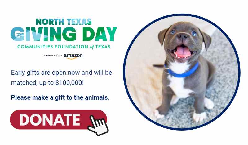 Celebrate North Texas Giving Day with Operation Kindness