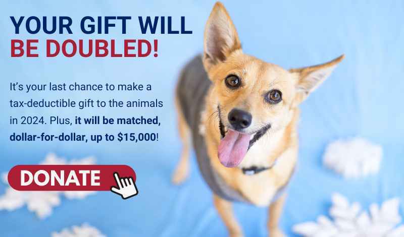 Last chance tax-deductible gift matched, up to $15,000