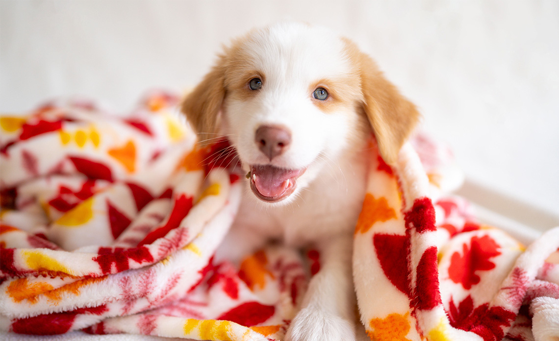 Dog with blanket