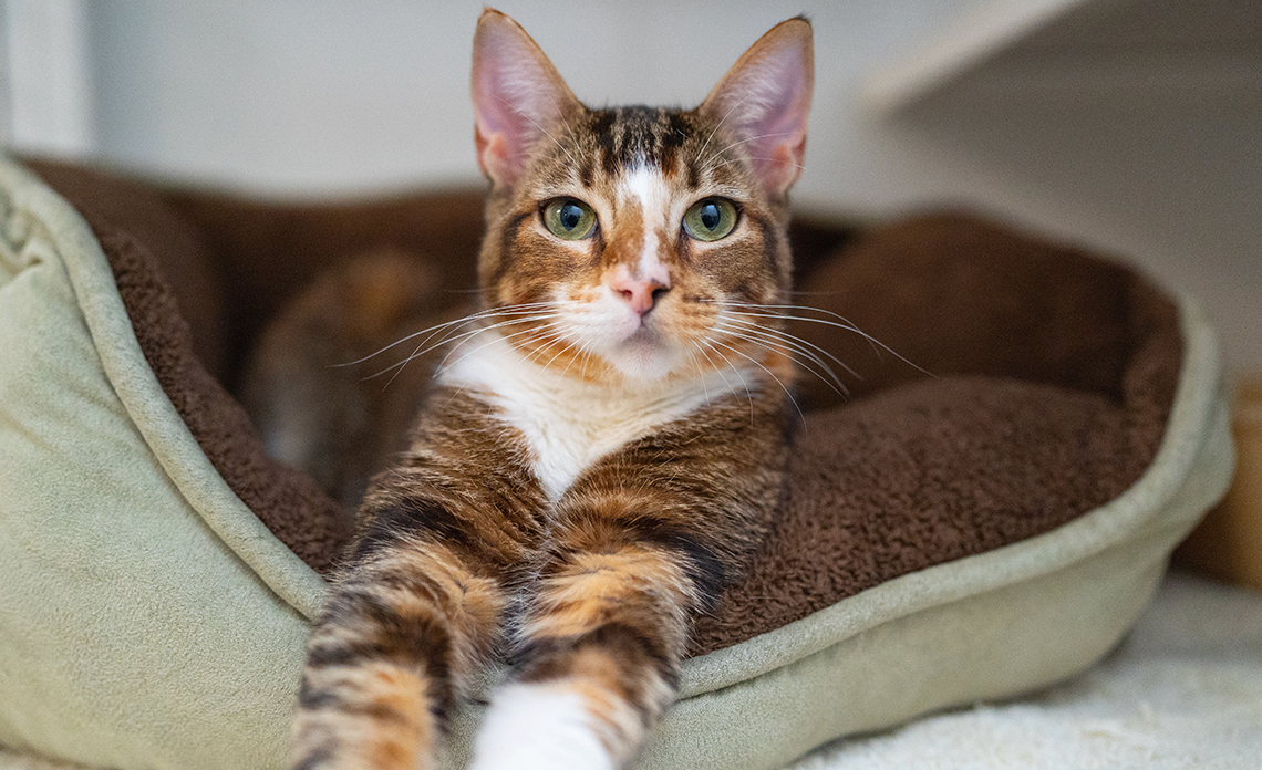 Multi-color cat laying in bed