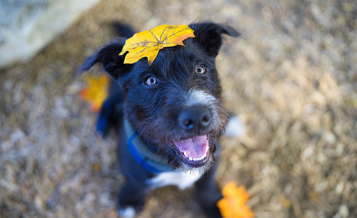 Operation Kindness Dog with Leaf on Head