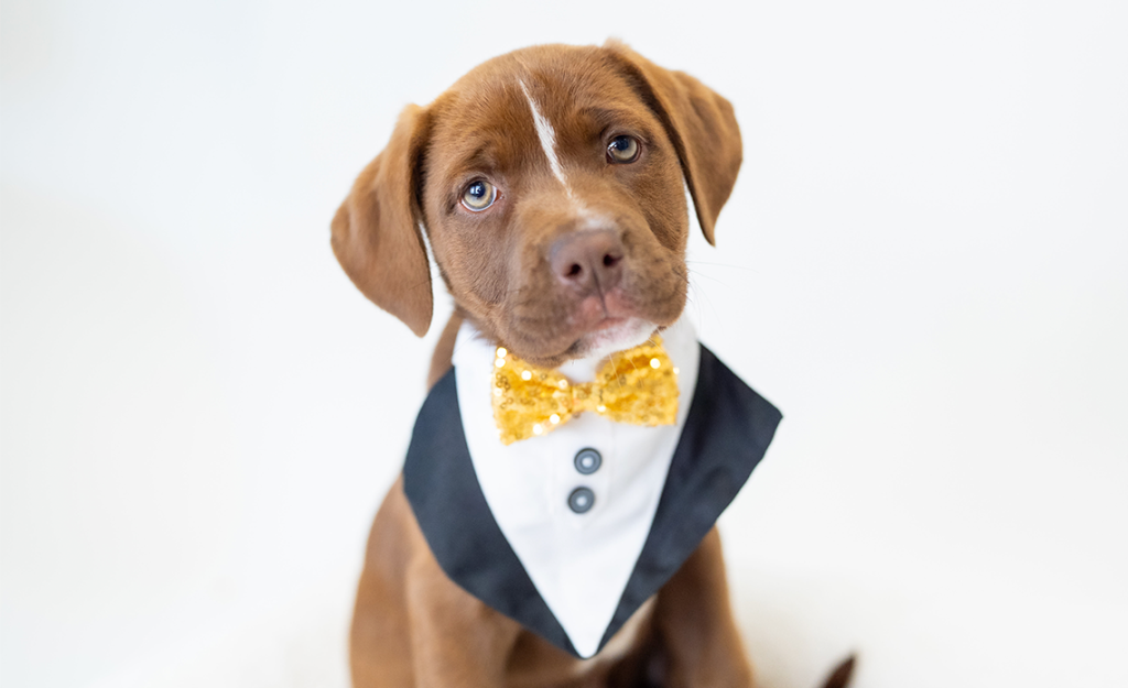 Operation Kindness puppy wearing a bowtie