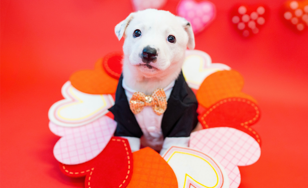 White puppy wearing a tuxedo surrounded by hearts