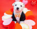 White puppy wearing a tuxedo surrounded by hearts