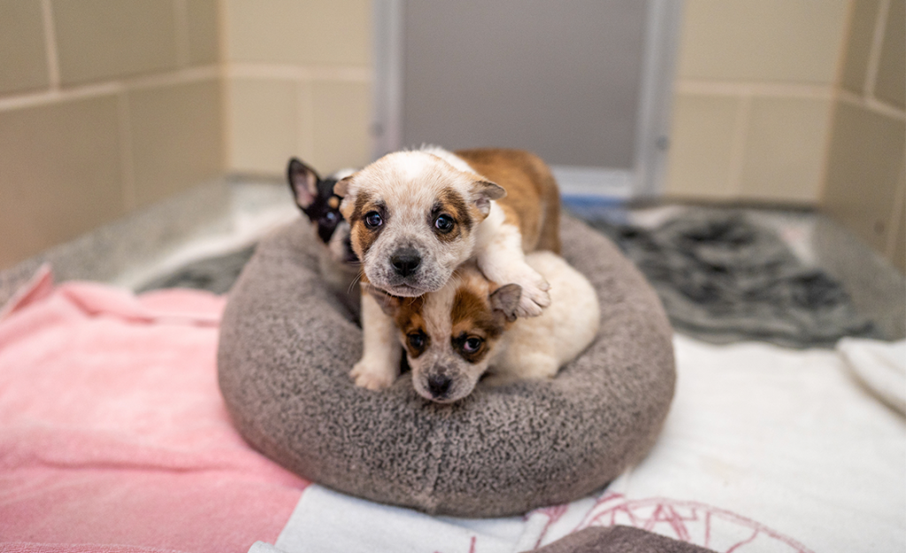 Three puppy's stacked on top of each other