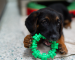 Black and brown puppy chewing on green toy