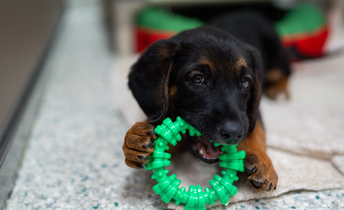 Black and brown puppy chewing on green toy