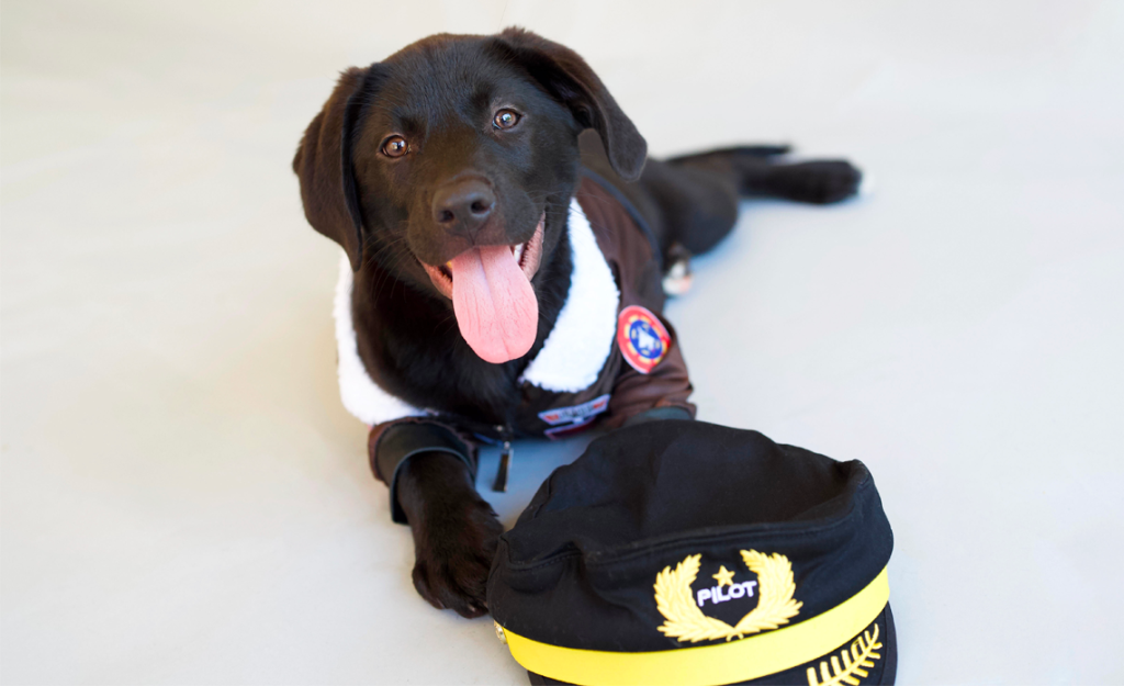 Shelter dog wearing pilot costume