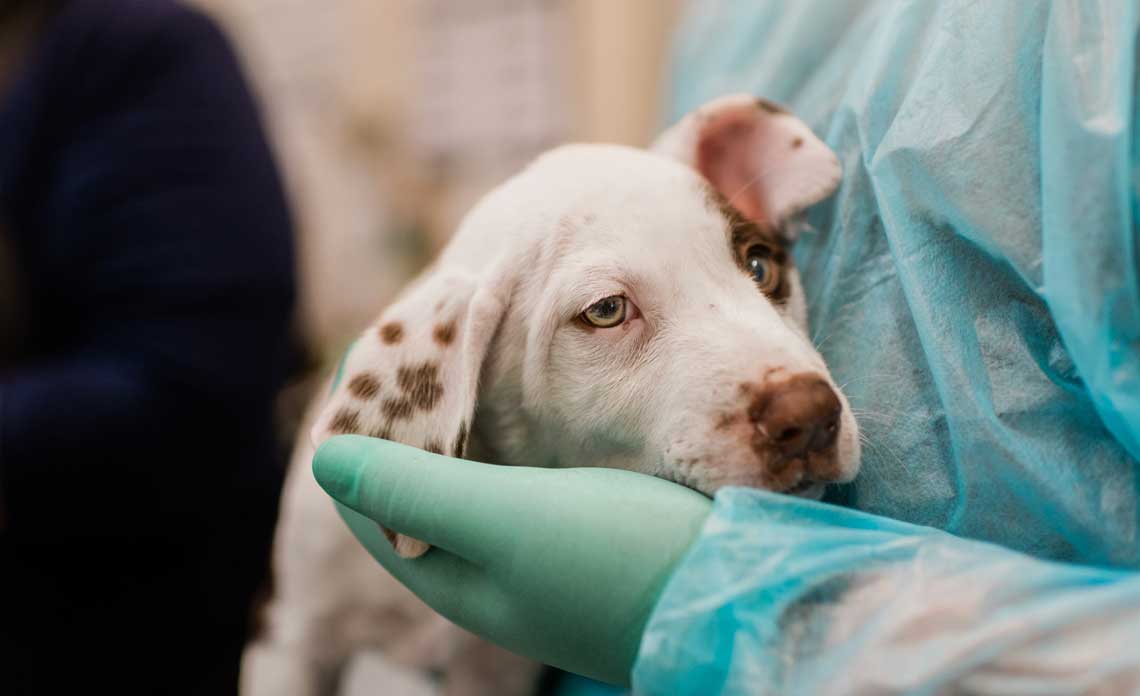 Canine Influenza Is On The Rise Here s What You Need To Know 