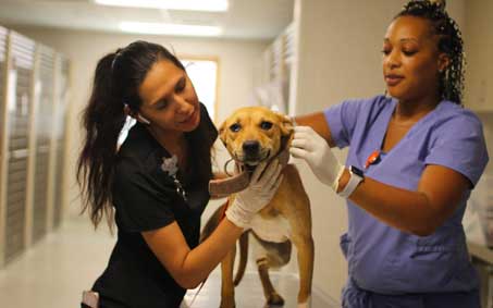 Newsroom | Operation Kindness North Texas No-Kill Animal Shelter