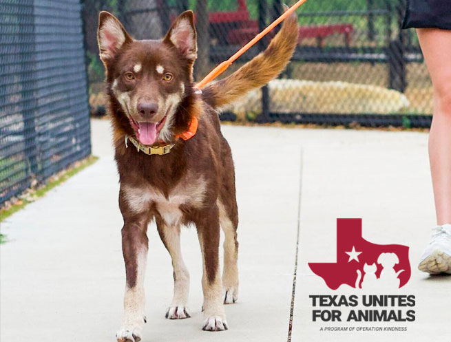 Dog being walked by a person at an animal shelter