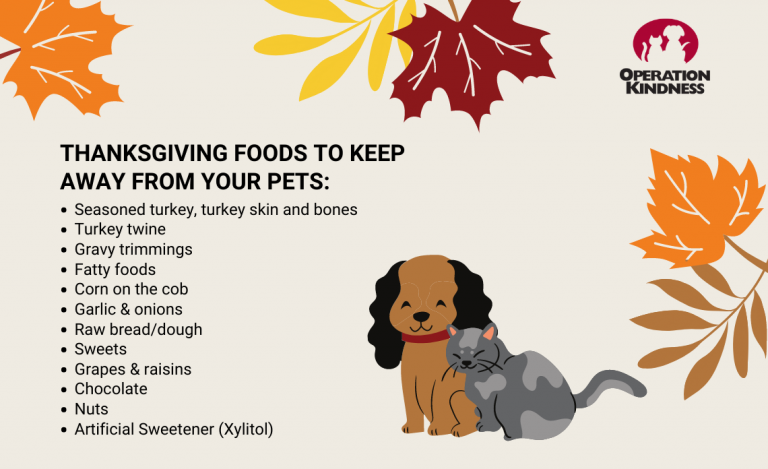 Thanksgiving Pet Safety Tips | Operation Kindness